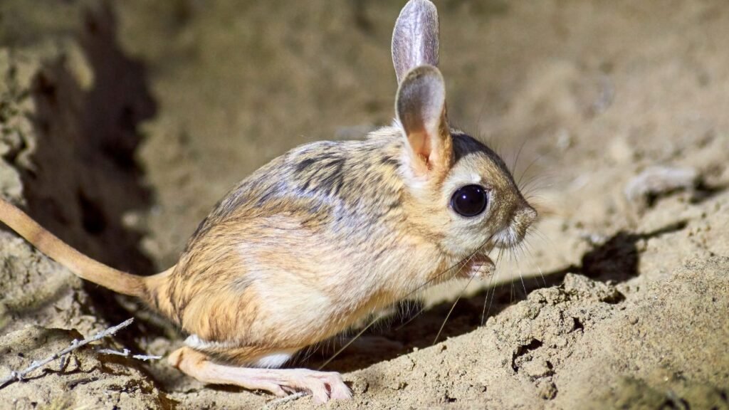 JERBOA PIGMEU DO BALUCHISTAO 1