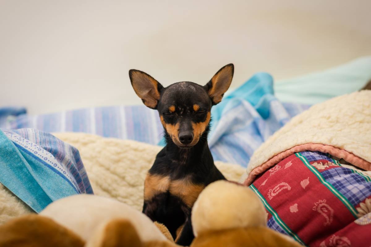 Como Saber se um Pinscher é Puro