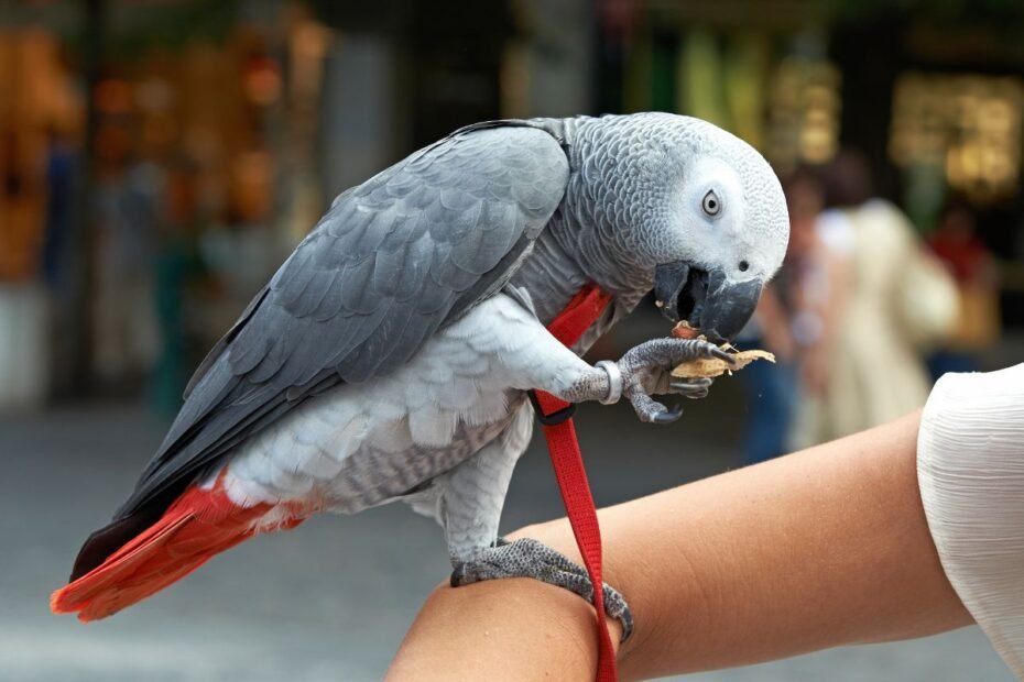 Papagaio-do-congo: Conheça tudo sobre essa ave