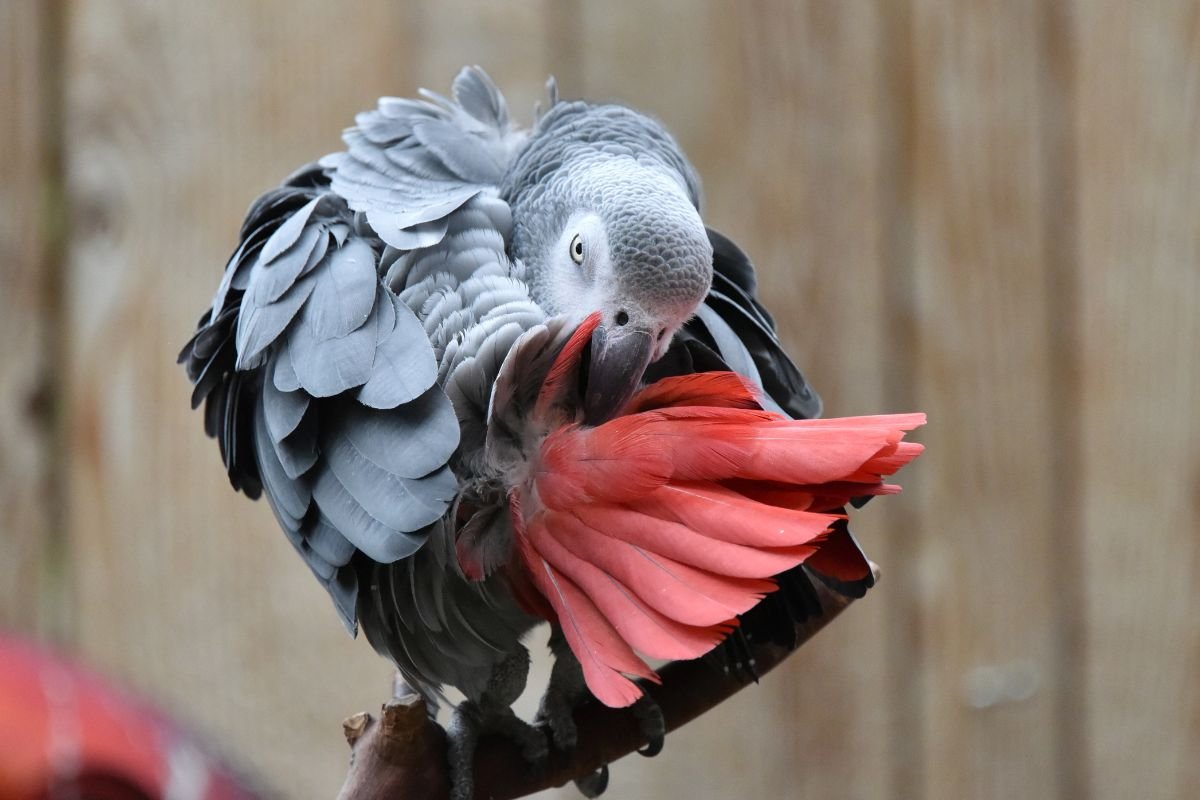 Papagaio-do-congo: Conheça tudo sobre essa ave