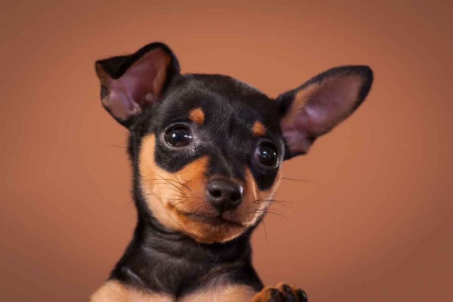 Quanto Custa um Pinscher?