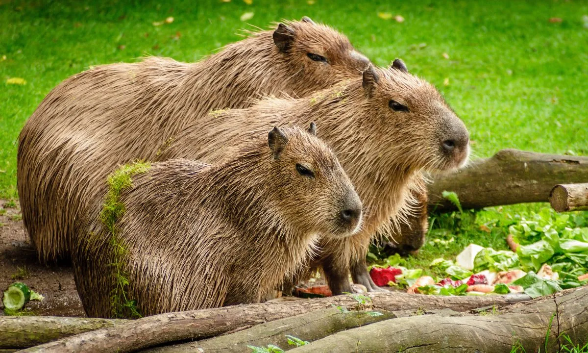 Curiosidades da Capivara - O maior roedor do mundo