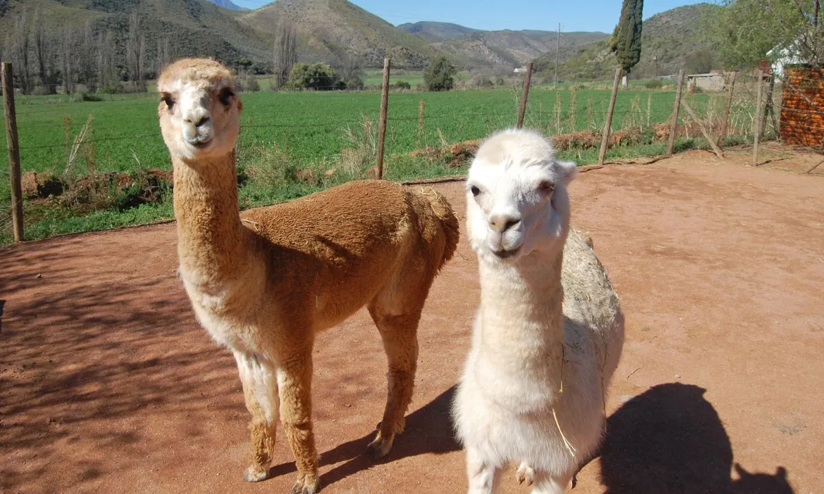 Lhamas e Alpacas