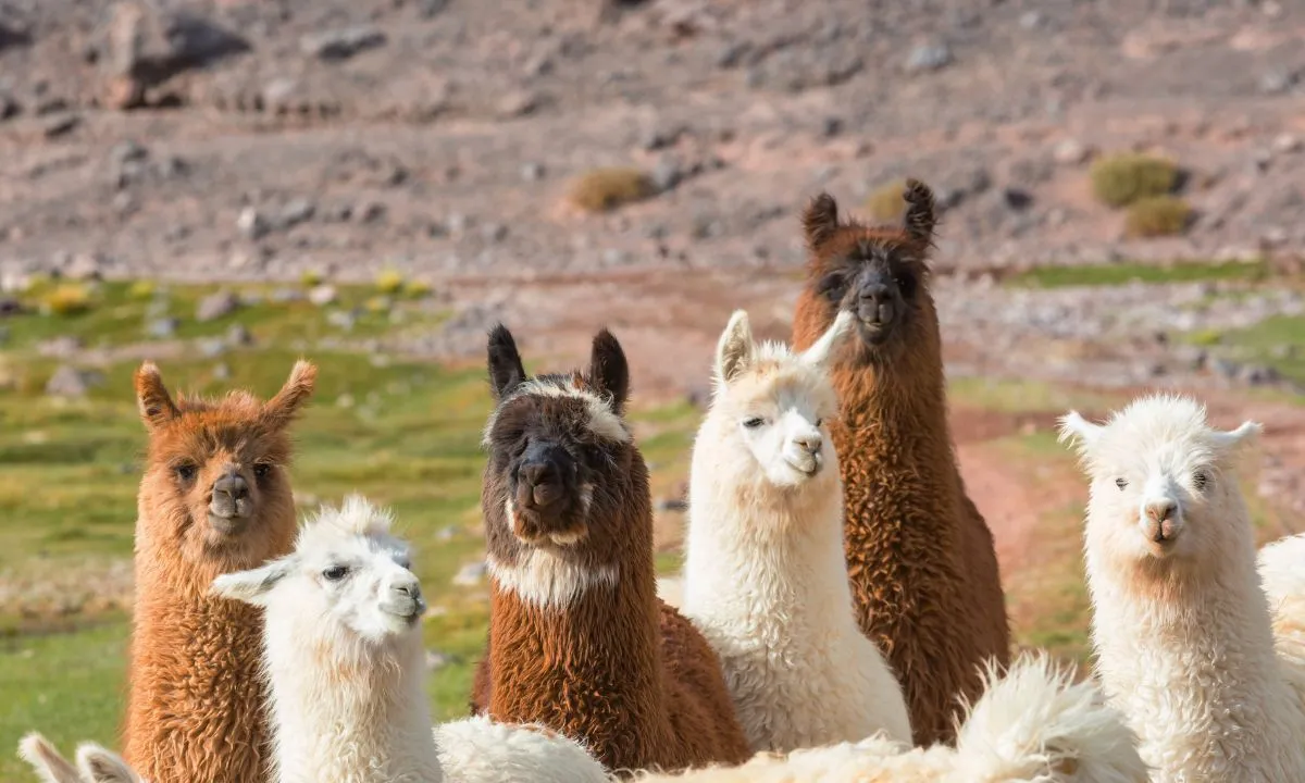 Lhamas e Alpacas