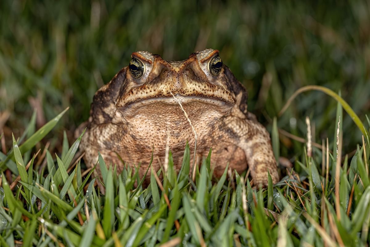 foto de um Sapo-cururu
na grama