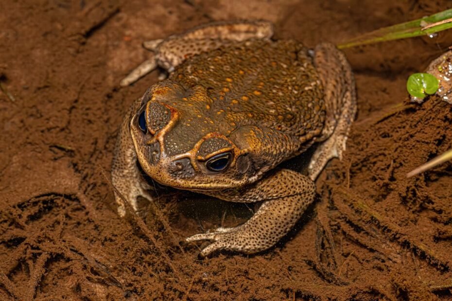 Como o Sapo-Cururu se locomove?