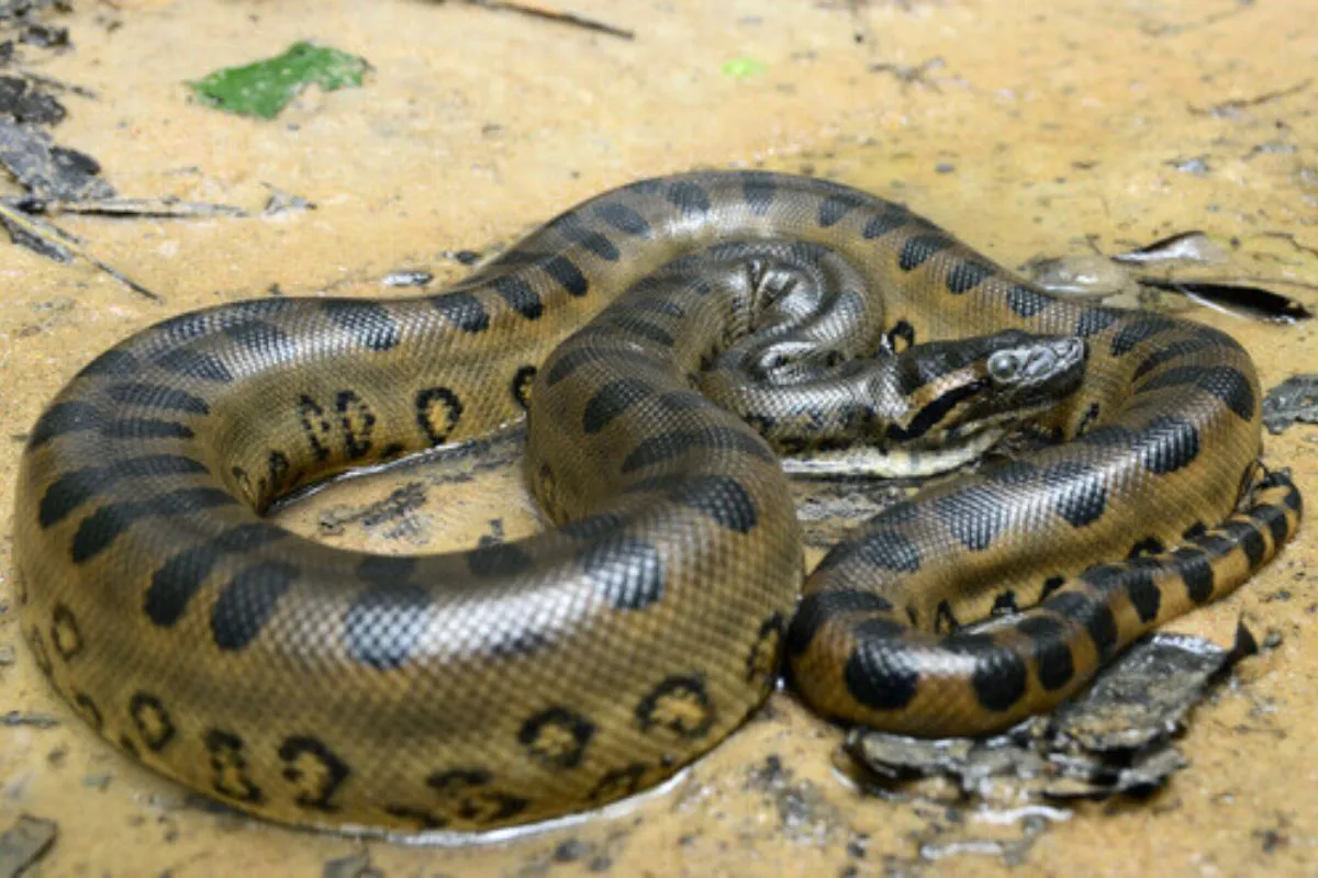 Serpente-Gigante-de-Garstin