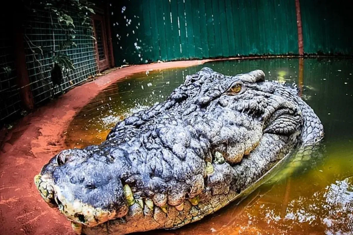 Cassius o Maior Crocodilo do Mundo - 5 metros de comprimento