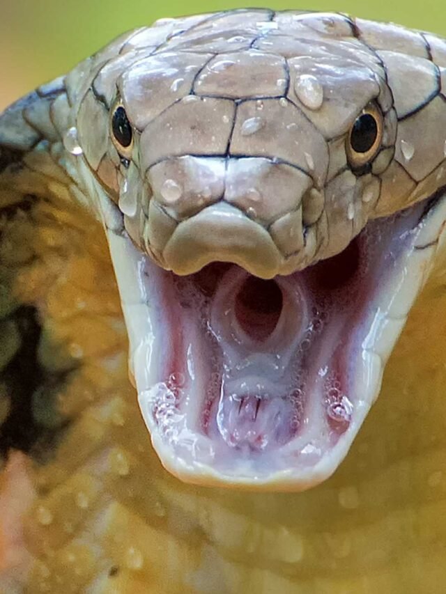 A Cobra Real: Uma das Cobras mais venenosas do planeta
