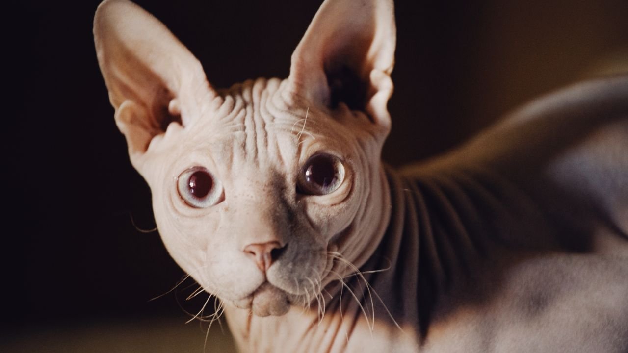 Raça de Gato Sphynx